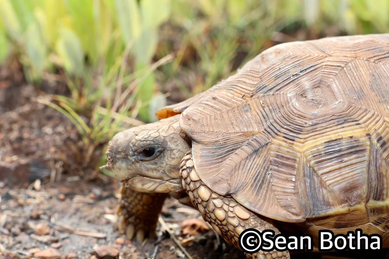 South-eastern Hinged Tortoise - Kinixys zombensis