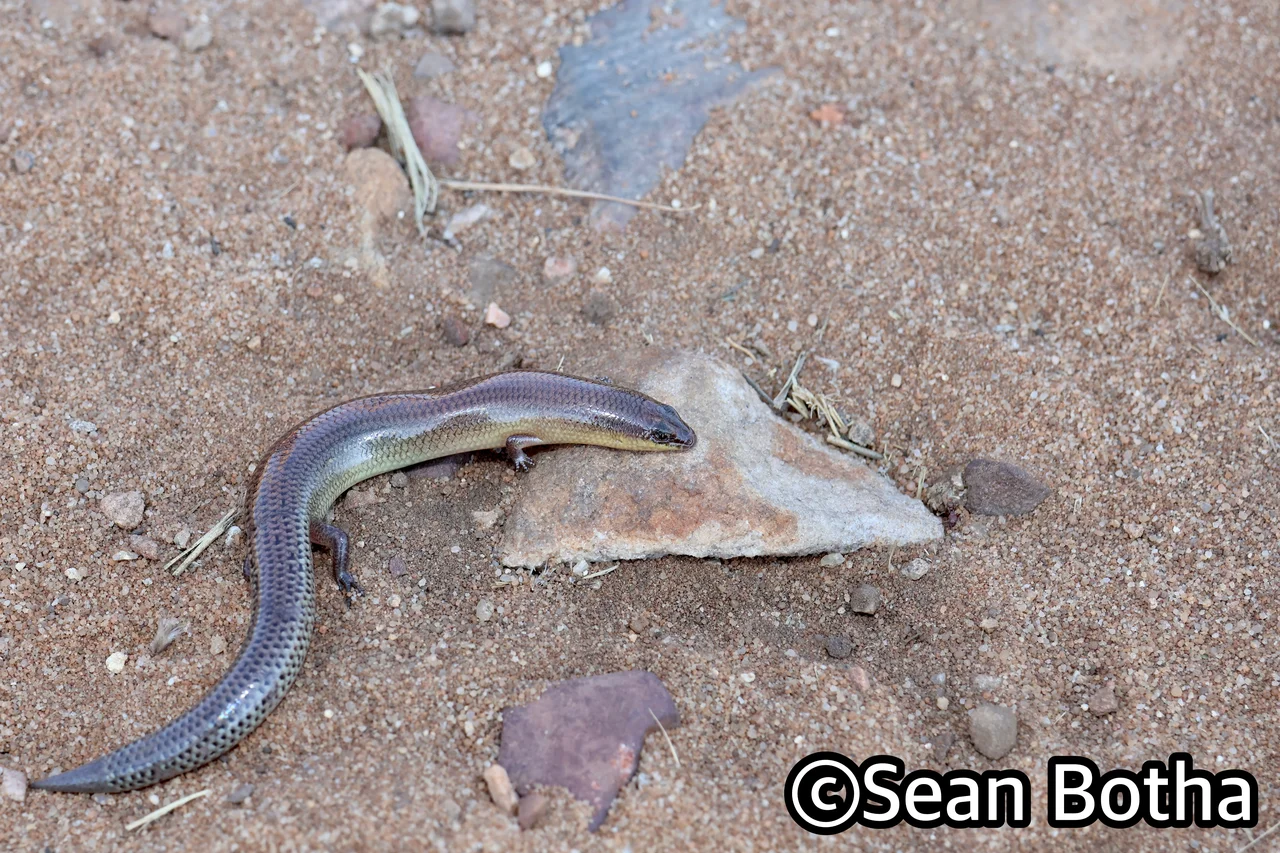 Mochlus sundevallii sundevallii. From Magliesburg, Gauteng. Sean Botha.