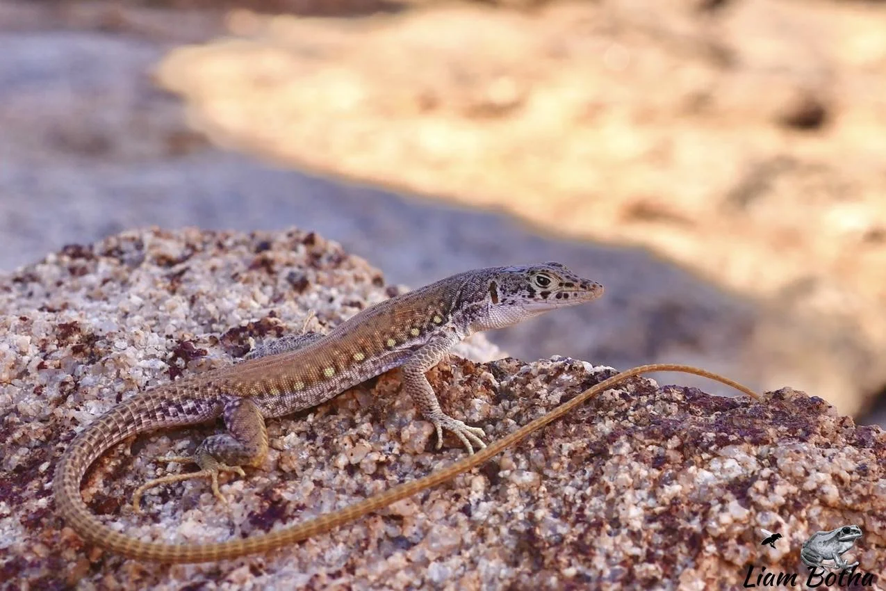 Plain Sand Lizard - Pedioplanis inornata