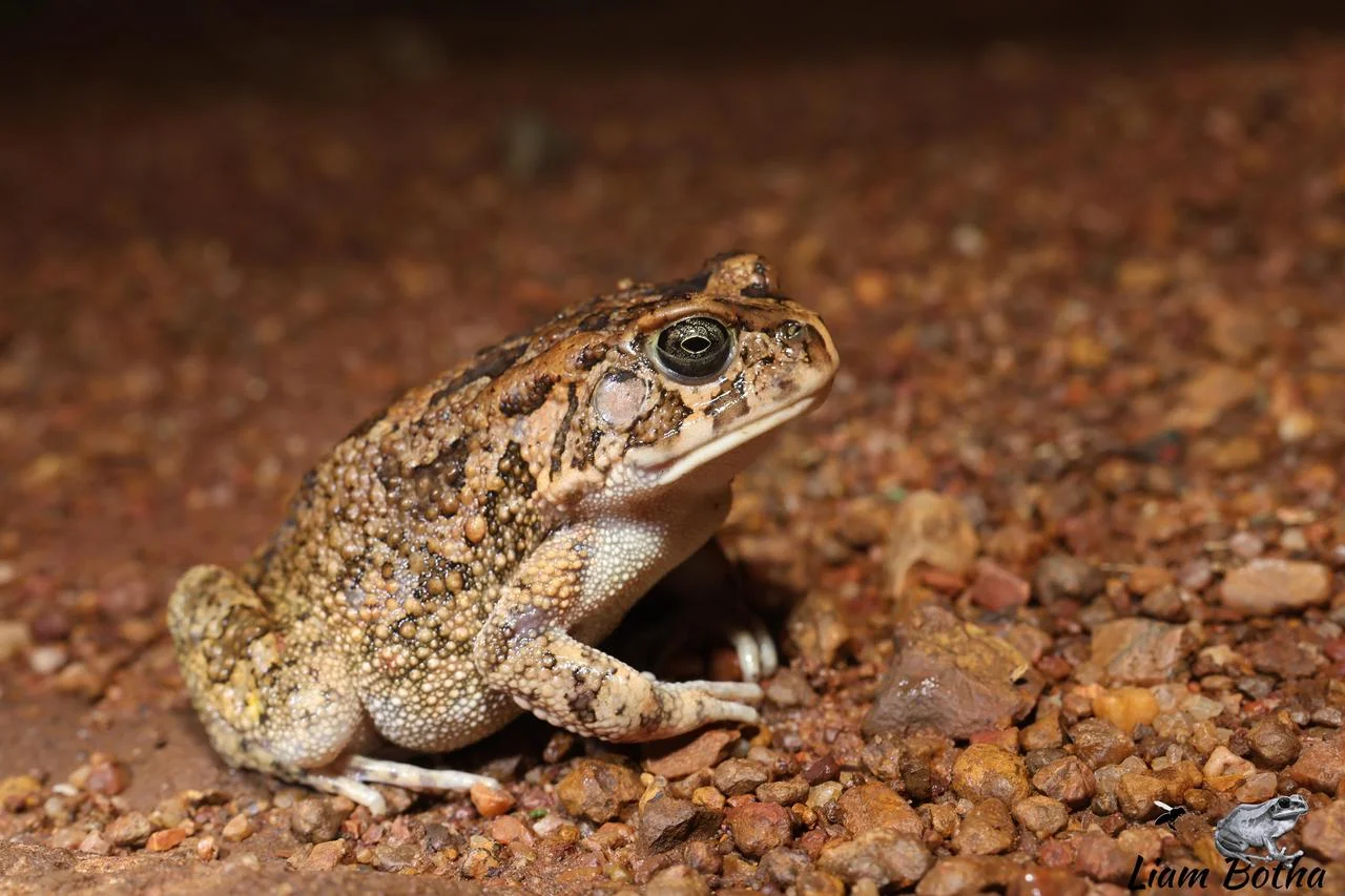 Sclerophrys gutturalis. From Dinokeng North, Gauteng. Liam Botha.