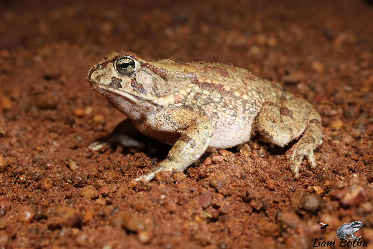 Sclerophrys garmani. From Dinokeng North, Gauteng. Liam Botha.