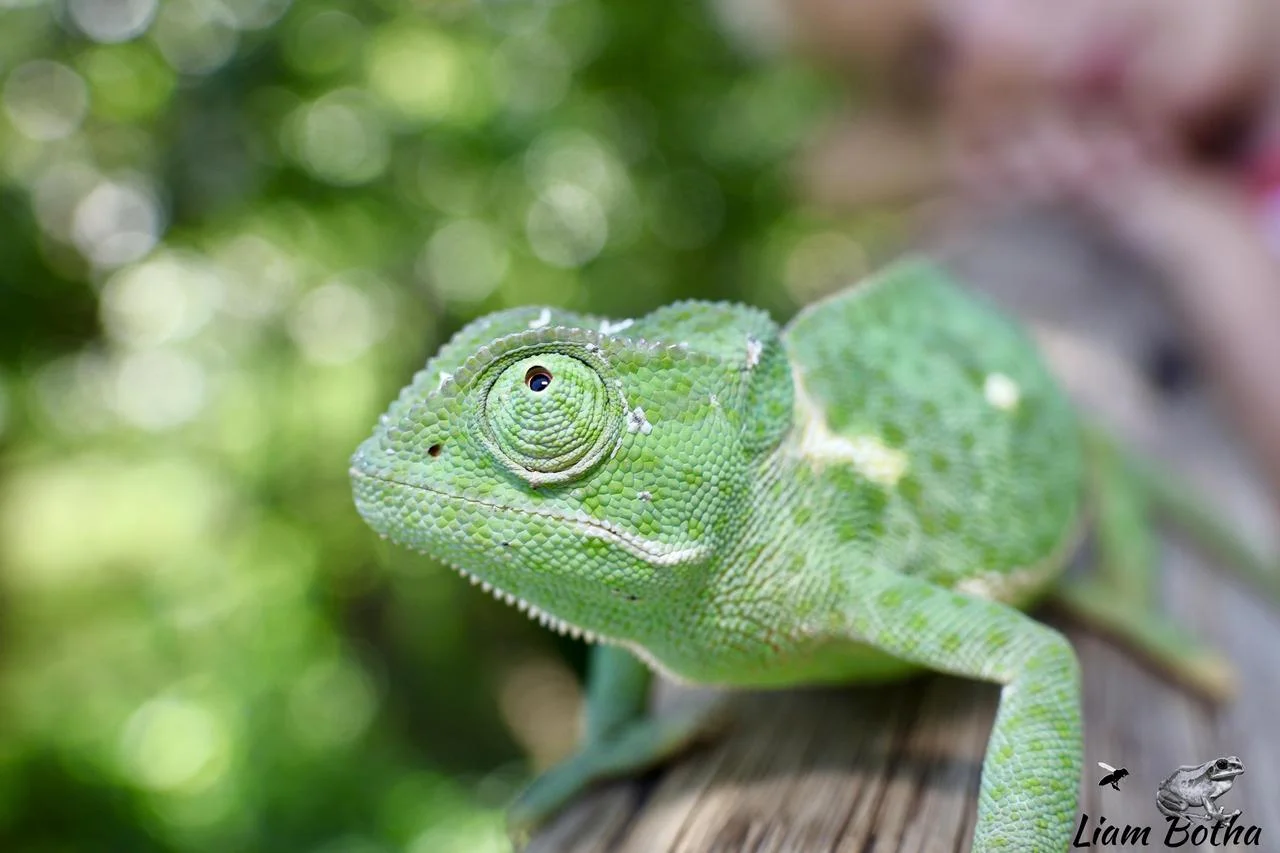 Flap-necked Chameleon - Chamaeleo dilepis