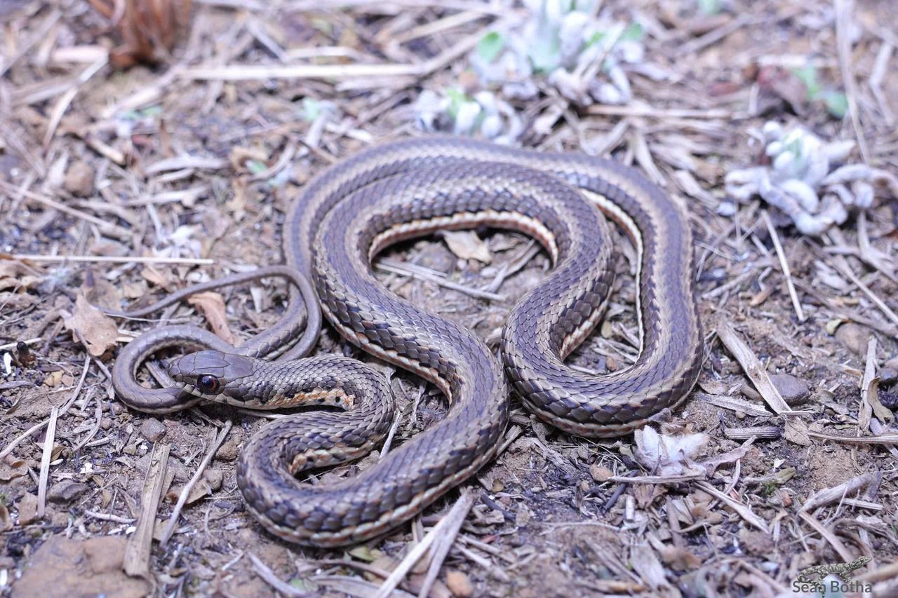 Psammophylax rhombeatus. From Elandsfontein, Gauteng. Sean Botha.