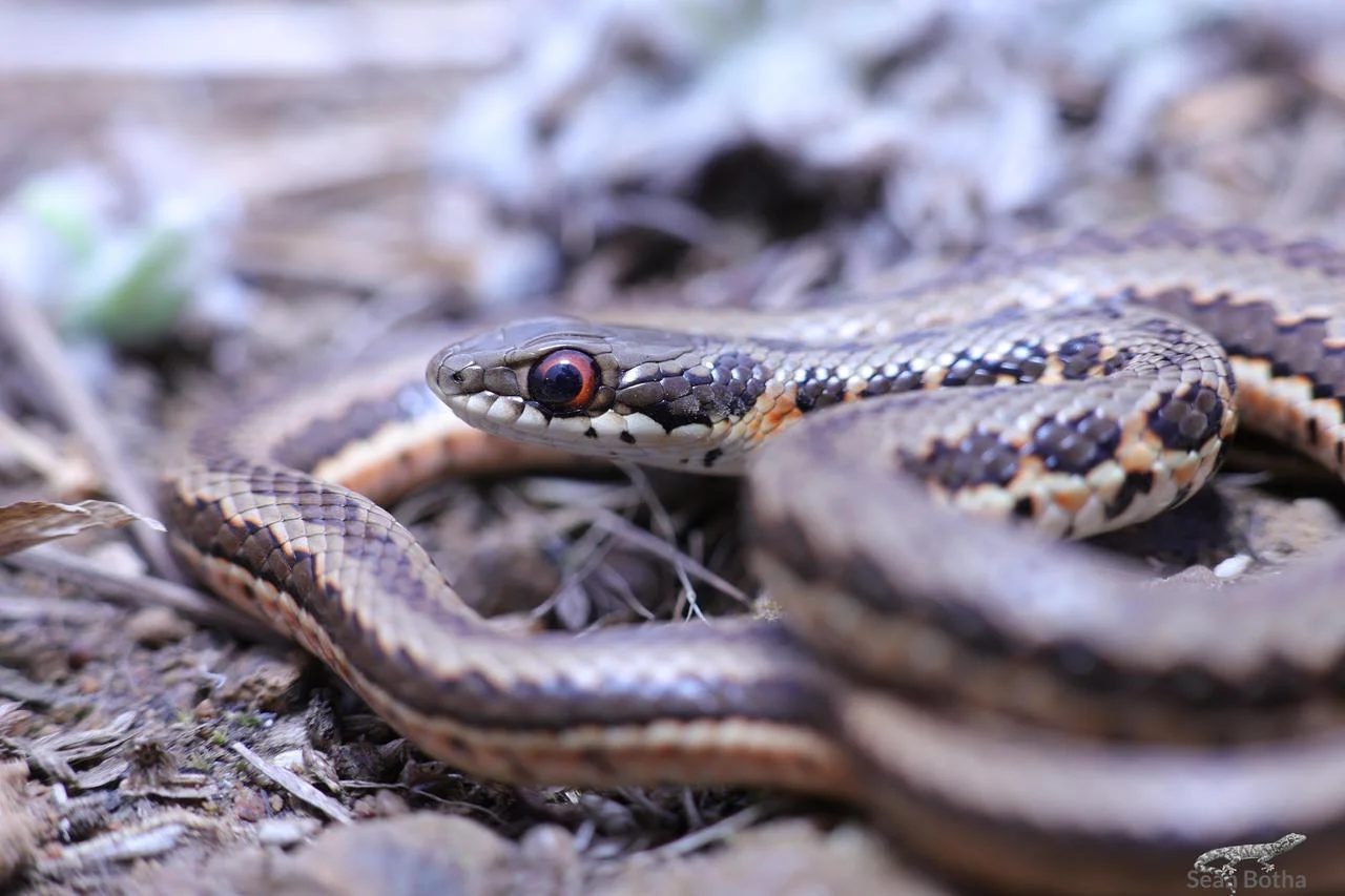 Psammophylax rhombeatus. From Elandsfontein, Gauteng. Sean Botha.