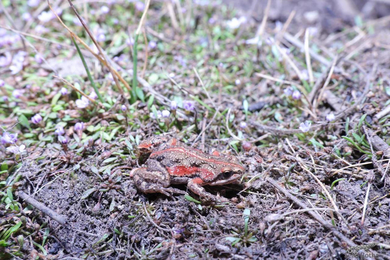 Cacosternum boettgeri. From Elandsfontein, Gauteng. Sean Botha.