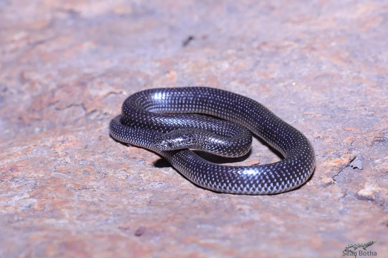 Lycophidion capense capense. From near Irene, Gauteng. Sean Botha.
